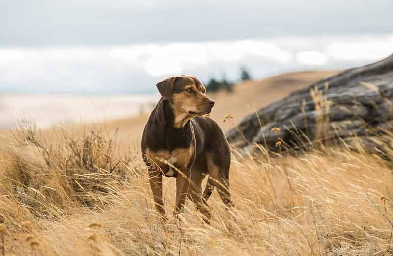 A Dog's Way Home (2019)
