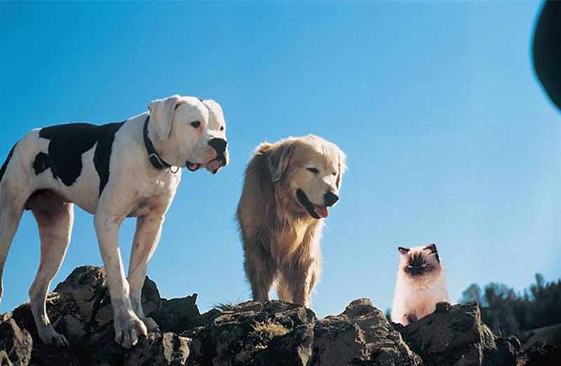 Homeward Bound: The Incredible Journey (1993)