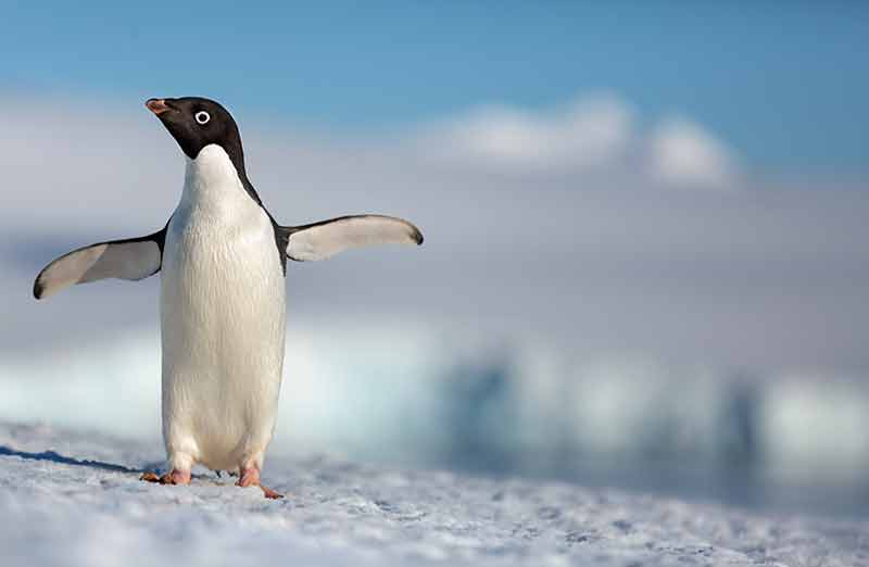 Penguins (2019)
